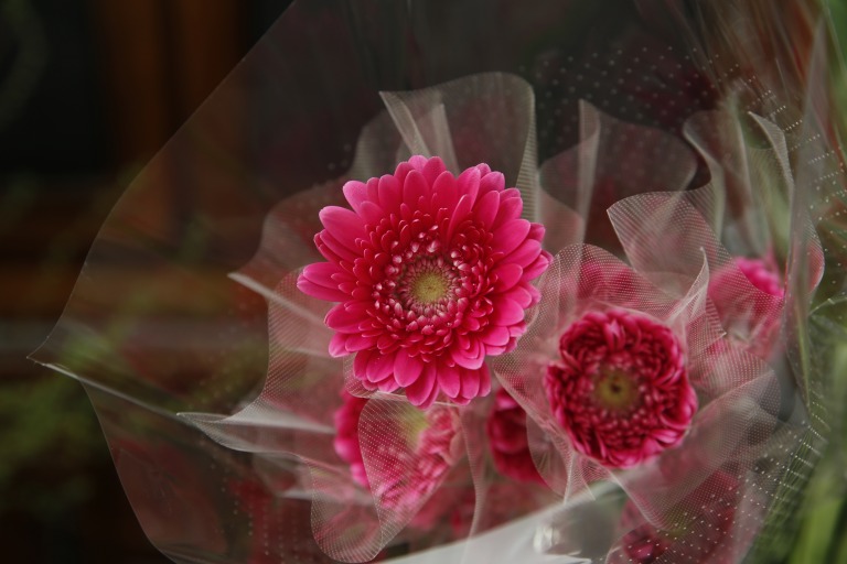 ミニガーベラ　'シーマ'　濃いピンク