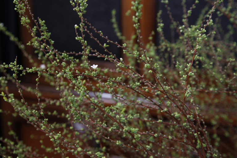 ユキヤナギ　'雪うさぎ'　白