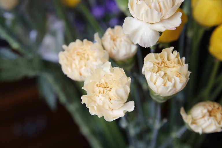 カーネーション /ダイアンサス　'ミナミ'　クリーム色