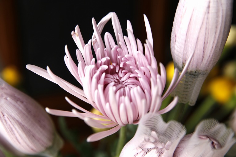 マム　'チブリア'　薄紫色　スパイダー咲き