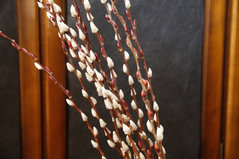 アカメヤナギ　赤芽柳