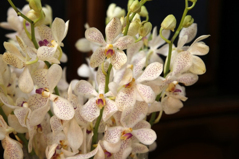 アランダ　’クリスティーンホワイト’　白地にピンクのスポット