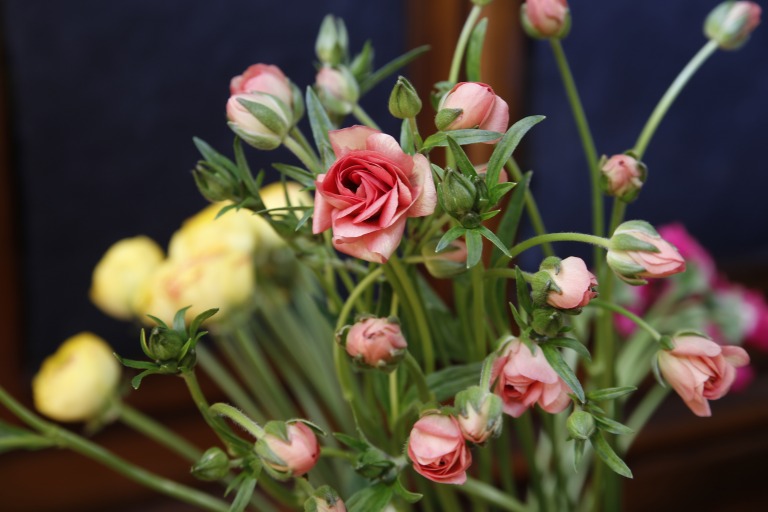 ラナンキュラス　’ラックスエリス’　ピーチ