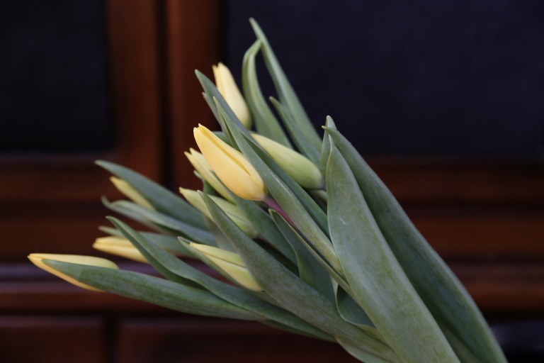 チューリップ　'ストロングゴールド'　黄色