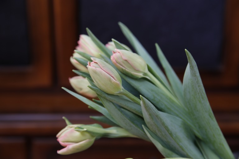 チューリップ　ピンクシンピオーズ　ピーチピンク　八重咲