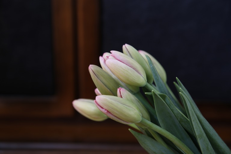 チューリップ　'シシィ'　大型　ピンク