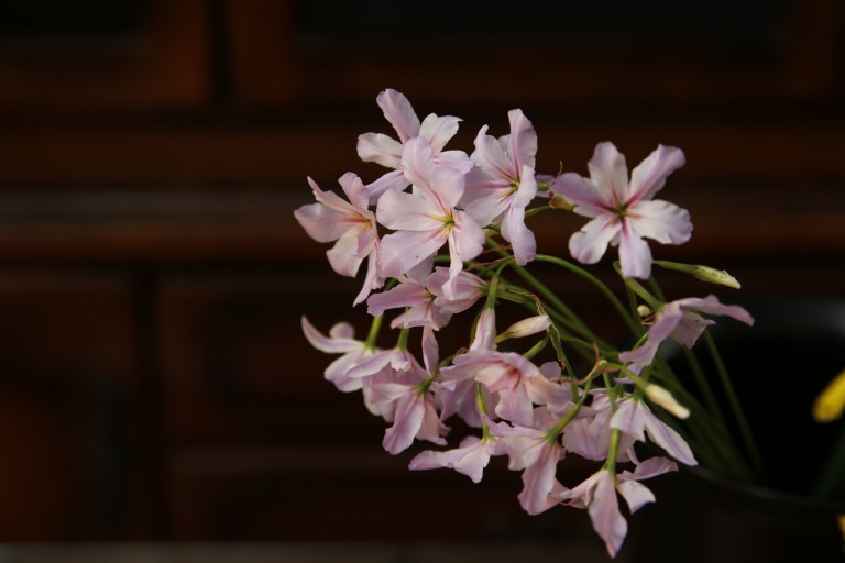 リューココリネ　'プレミアン'　薄ピンク