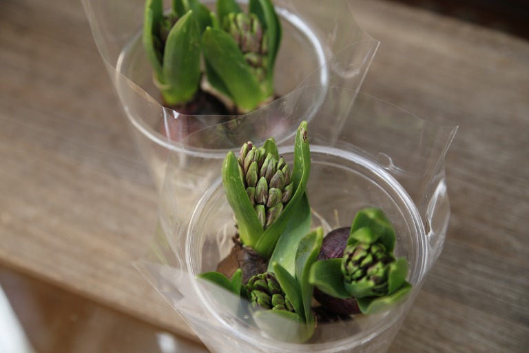 ヒヤシンス/ヒアシンス　紫　球根付き