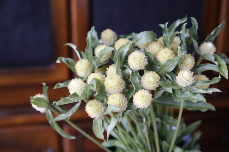 センニチコウ　'グリム'