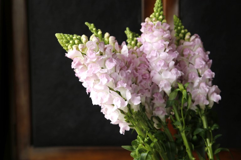 キンギョソウ　'レジェピンクソーダ'　薄ピンク