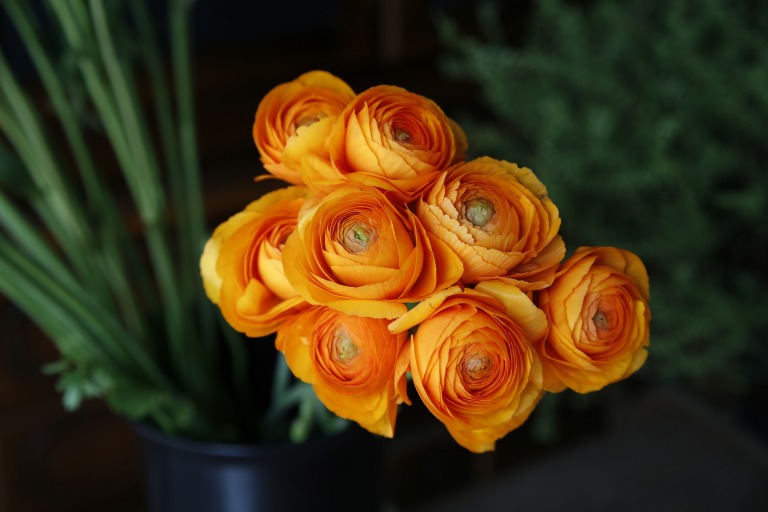 ラナンキュラス　'ディーニュ'　オレンジ色