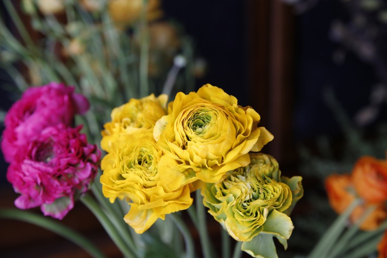 ラナンキュラス　ポンポン咲き　イエロー