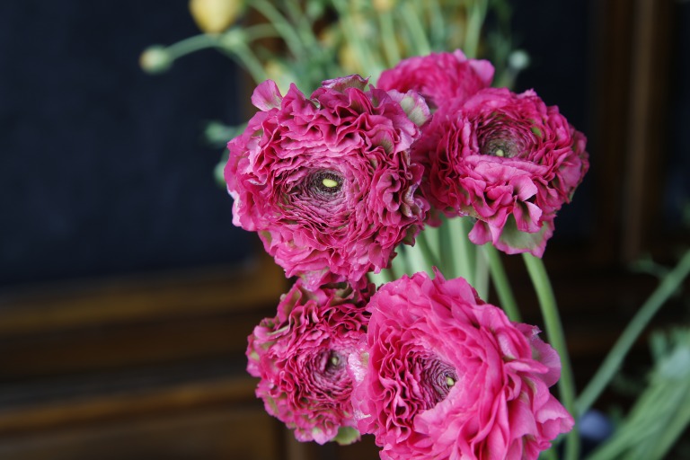 ラナンキュラス　ポンポン咲き　ディープピンク