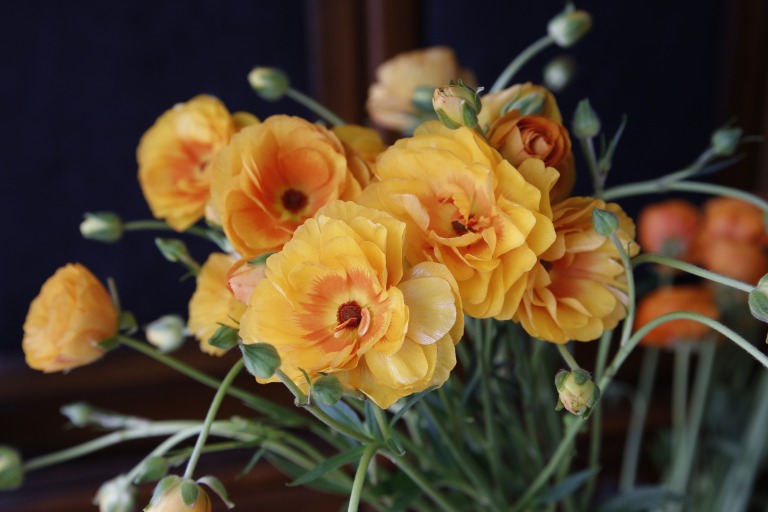 ラナンキュラス　ラックス　オレンジ色