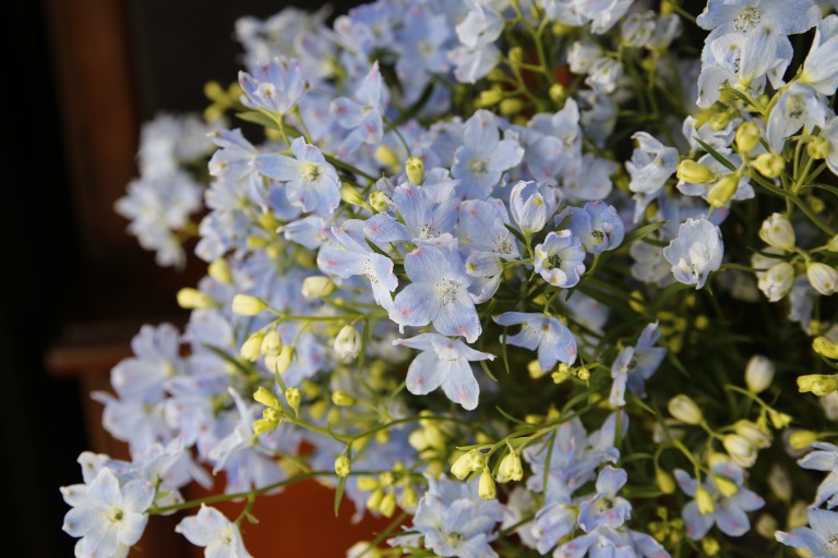 デルフィニウム　'プラチナーブルー'　スプレータイプ　水色