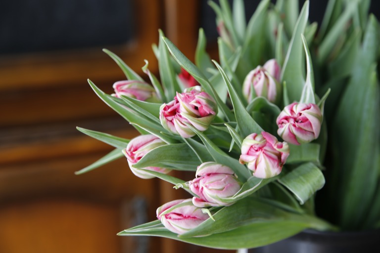 チューリップ　'フラッシュポイント'　白とピンクの複色　八重咲き