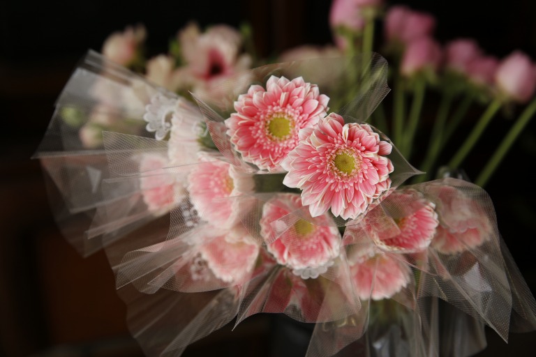 ミニガーベラ　'メイヴェ'　中芯ライム・ピンクの花びら外側に白い覆輪