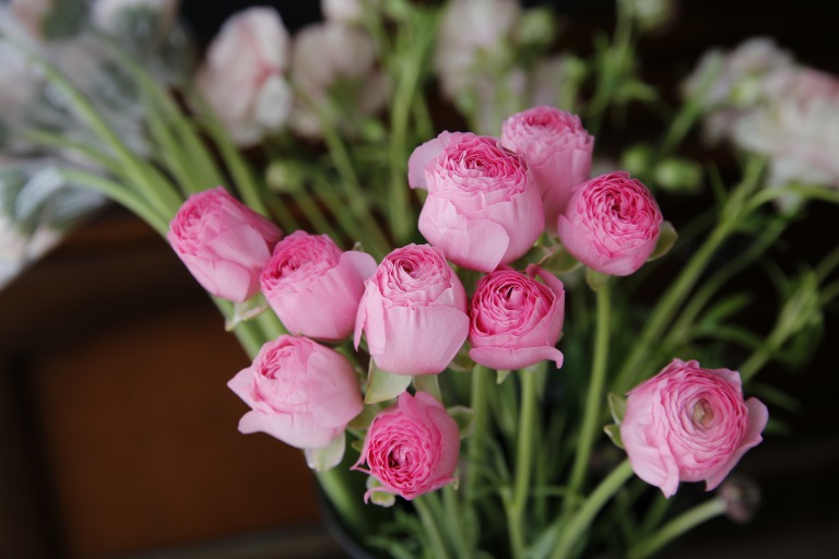 ラナンキュラス　'パリエール'　ピンク