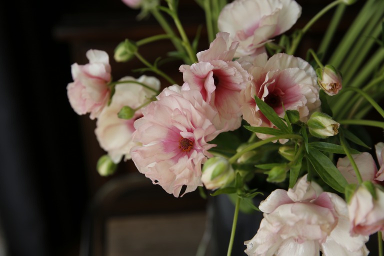 ラナンキュラス　'ラックスアリアドネ'　薄ピンク