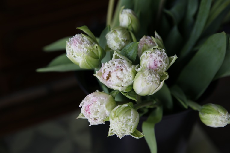 チューリップ　白とピンクの複色　フリンジ咲き