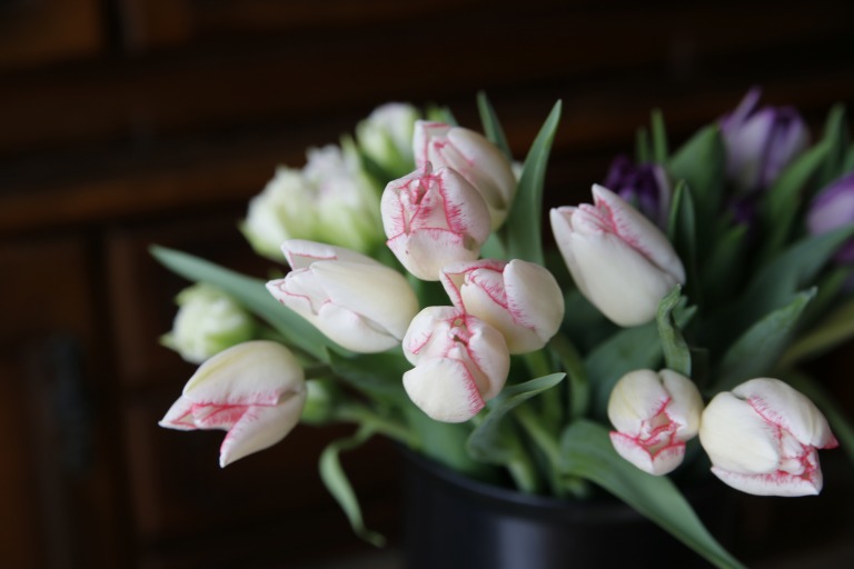 チューリップ　'ビューティトレンド'  白地 花弁の両脇太いピンクのライン