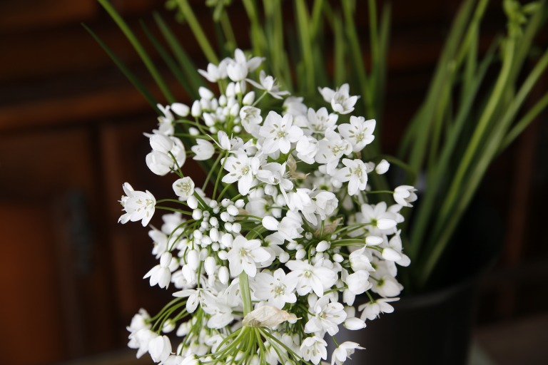 アリウム　'コワニー'