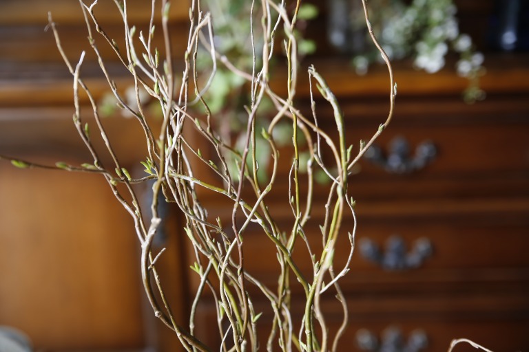 ウンリュウヤナギ　雲竜柳