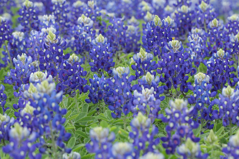 テキサスの草原で育つルピナス ブルーボネット