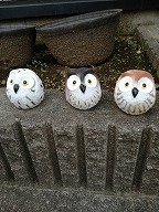 ひょうきんなフクロウたち