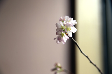 彼岸桜 ヒガンサクラ