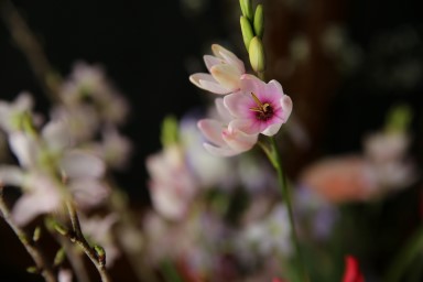 イキシア　'パノラマ'　開花すると中心部の濃いピンクが目を捉えます。