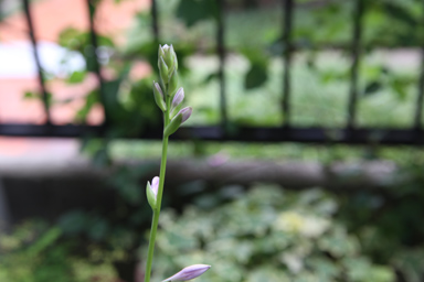 ギボウシの花　この植物の流通名の由来