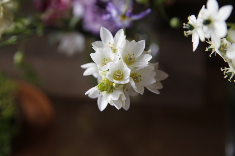 オニソガラム/オーニソガラム　シルソイデス　花が開花した様子