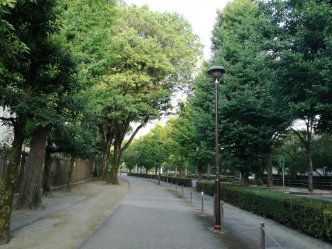 東京競馬場　歩道