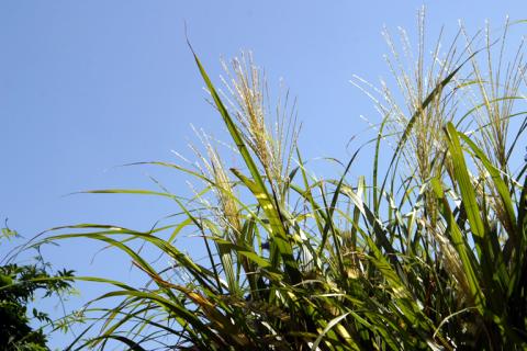 秋の七草の一つ 尾花(ススキ)