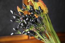 トウガラシ　'コニカルブラック'