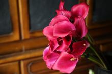 カラー　'レッドシンフォニー'