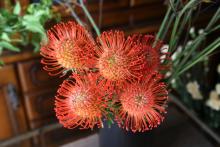 リューコスペルマム　’サクセッション’　オレンジ赤