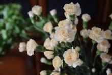 スプレーカーネーション　'クリームインターメッツォ'