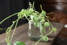 オキナワスズメウリ