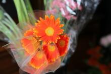 ガーベラ　ショッキングオレンジ色　サイズが小さいミニタイプ