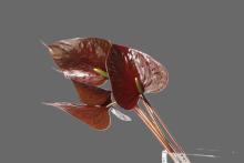 アンスリューム　'ブラックラブ'