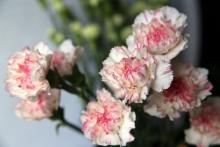 カーネーション　’ノベルティ’　白地にピンクの絞り