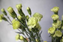 スプレーカーネーション　'ラゴス'