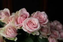 バラ　'スィートアヴァランシェ+'　うすピンク