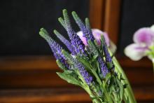 ベロニカ　'ブルービクトリー'