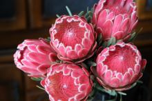 プロテア　'ビーナス'　ピンク